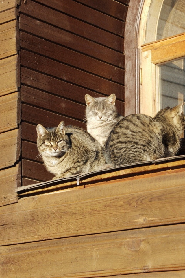 Кошки греются на солнце