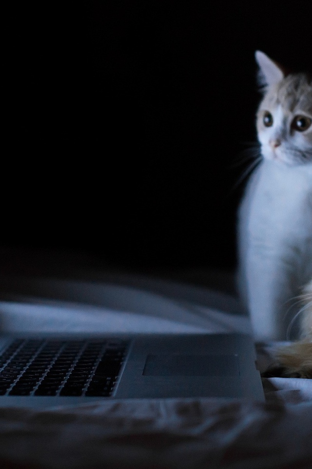 Кошки у компьютера