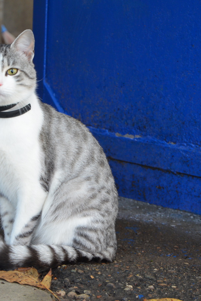 Ошейник у аравийского мау