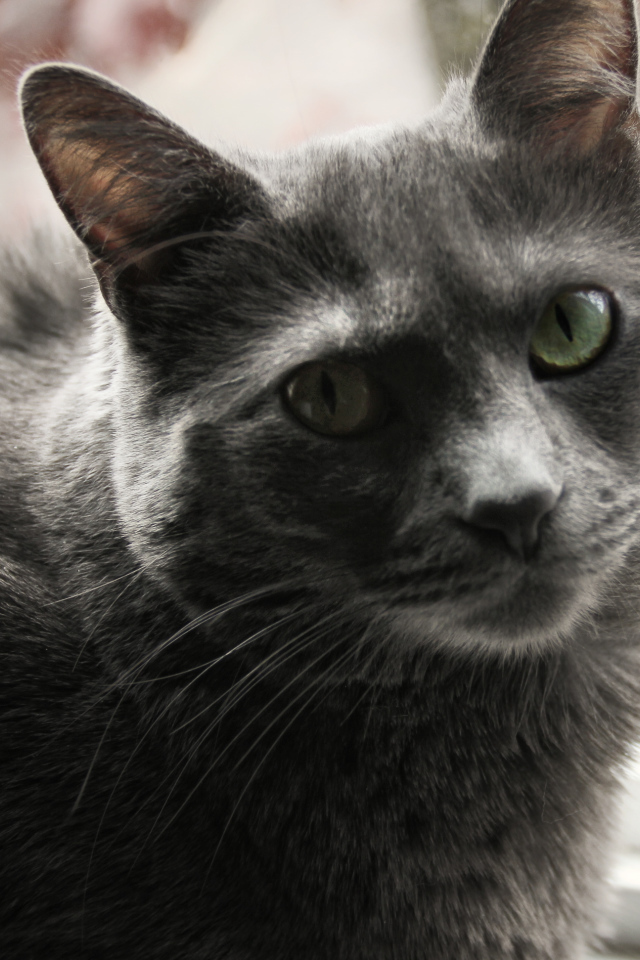 Довольный кот корат