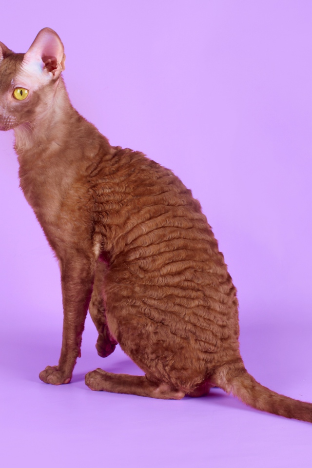 Коричневый корниш рекс