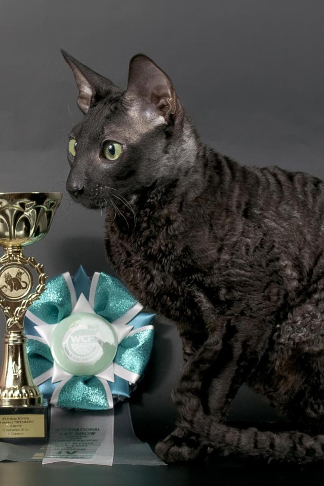 Кот корниш рекс с наградами
