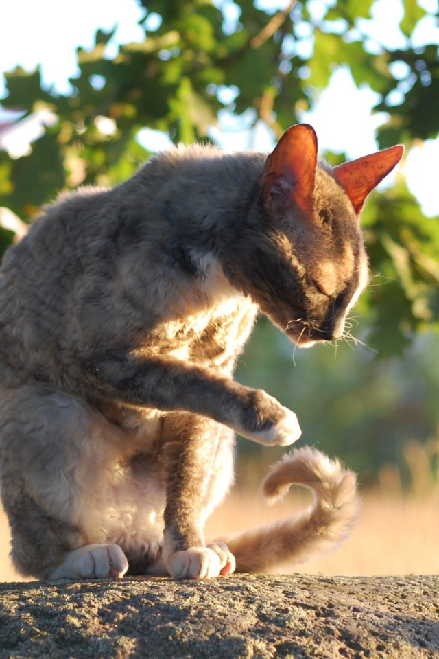 Корниш рекс умывается