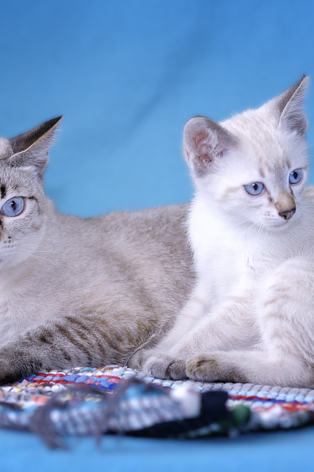 Пара кошек меконгский бобтейл