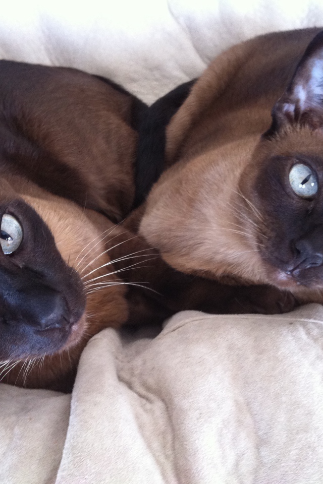 Пара тонкинских кошек