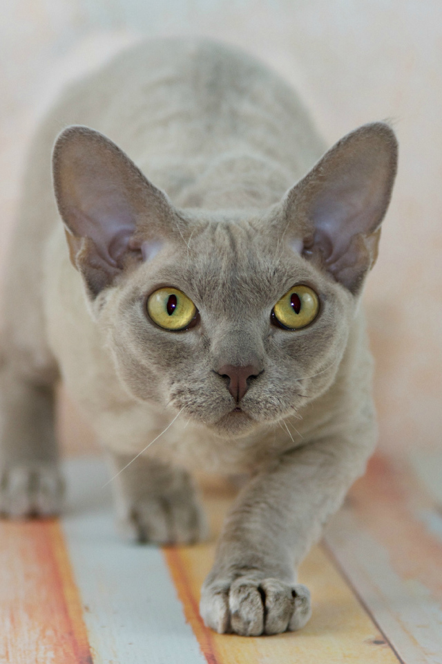 Крадущийся девон-рекс