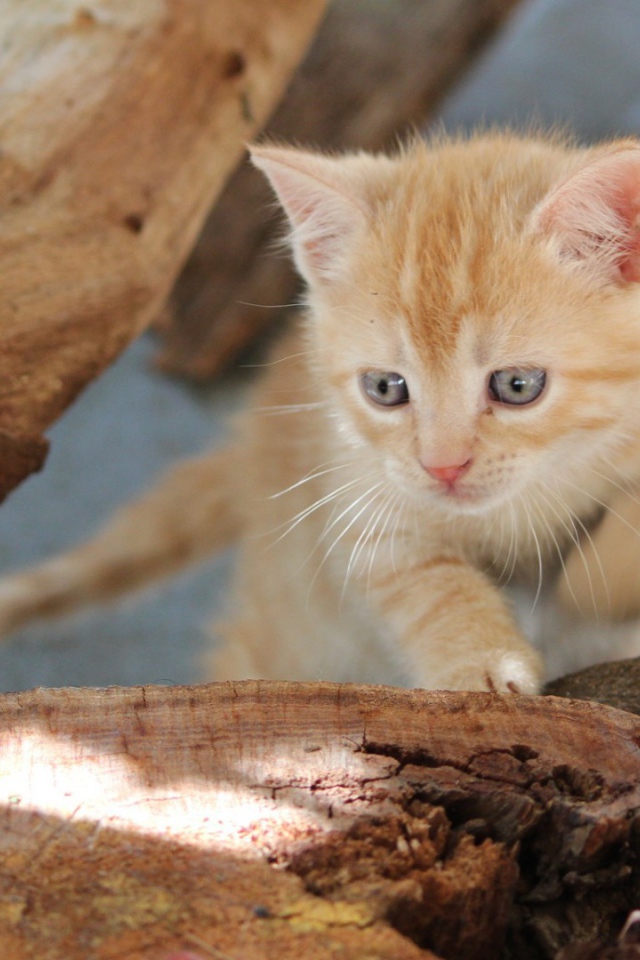 Любопытный котенок