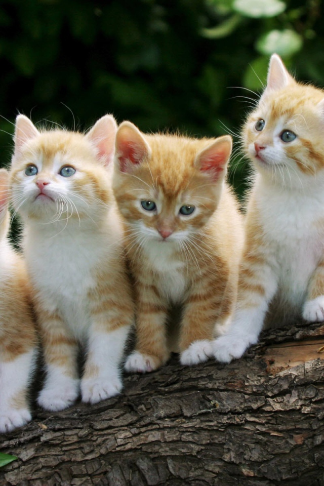 Забавные котята