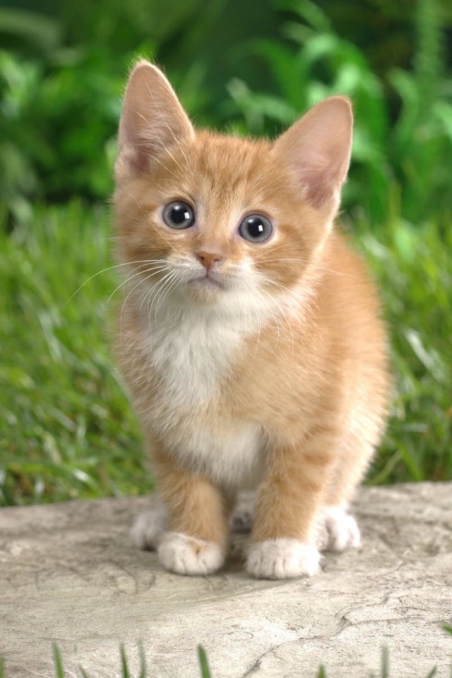 Curious tabby kitten
