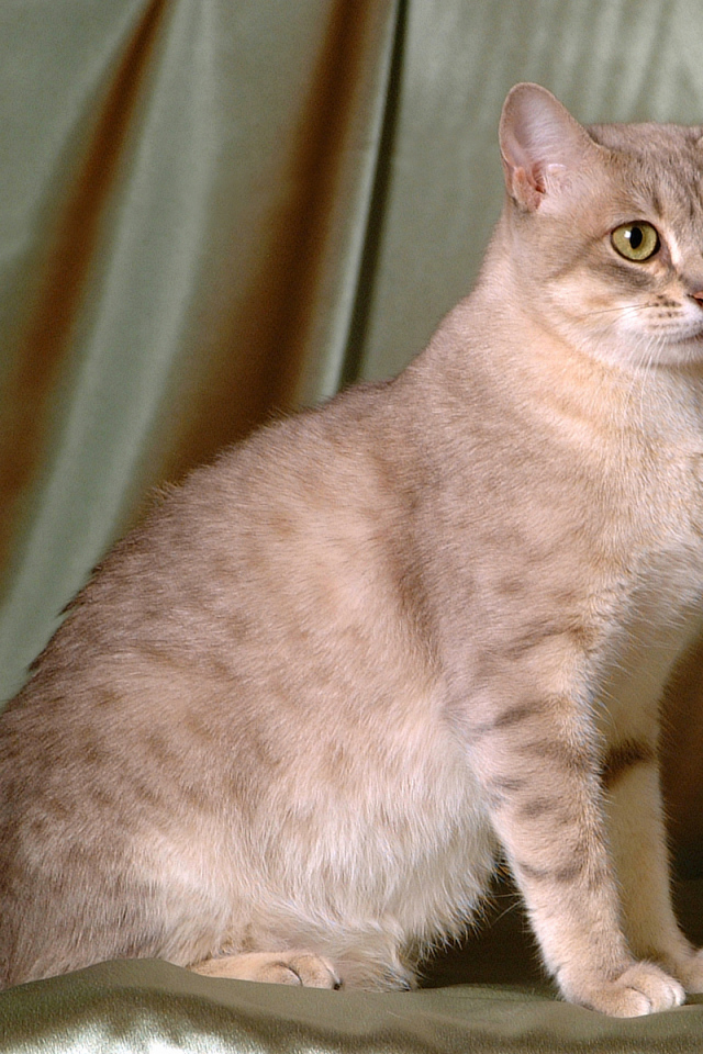 Милый австралийский мист