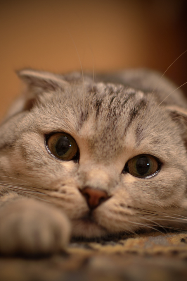 Милая шотландская кошка