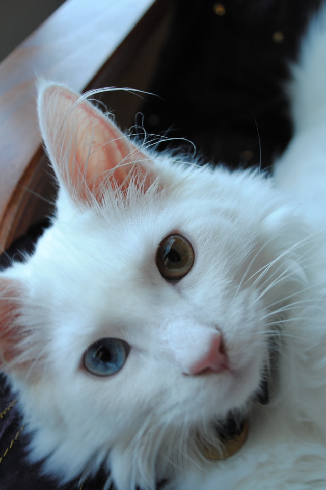 Милый кот турецкая ангора