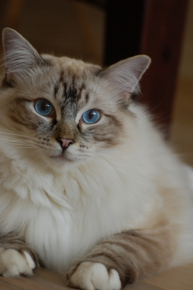 Милая кошка рэгдолл