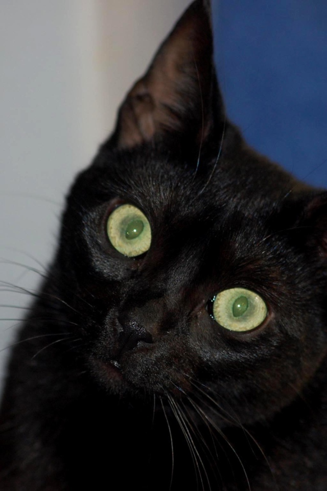 Милый котенок бомбейской кошки