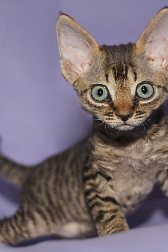 Милый котенок девон-рекс
