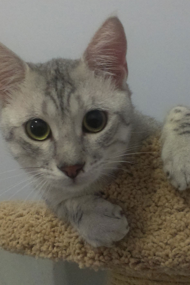 Милый котенок египетская мау