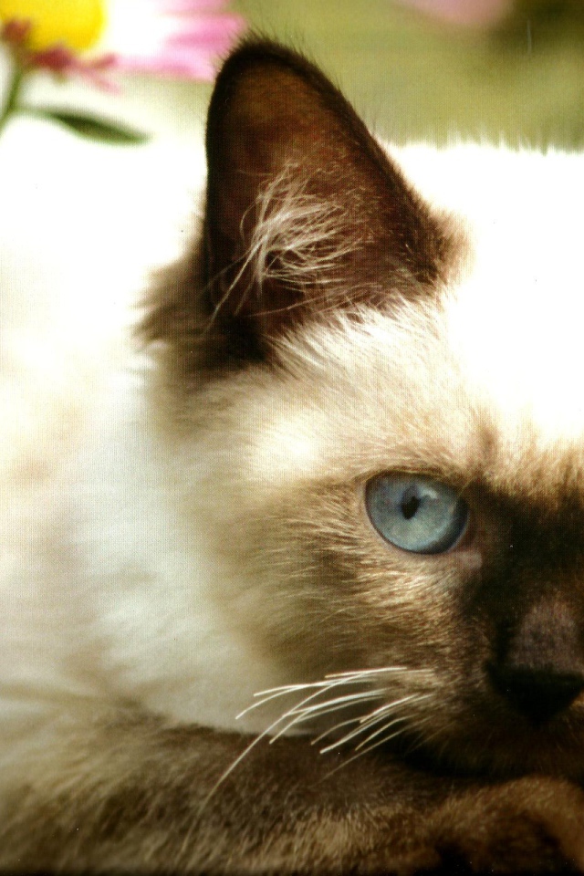 Милый котенок гималайской кошки