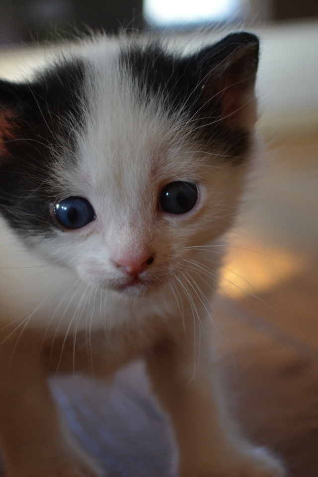 Милый котенок японского бобтейла