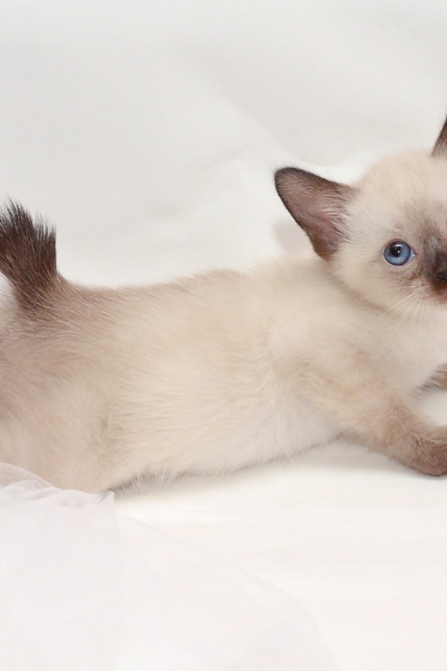 Милый котенок меконгский бобтейл(автор Nelly Shuyskaya)