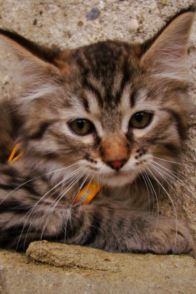 Милый котенок пиксибоб