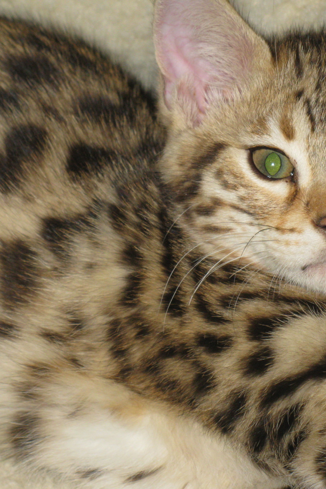 Милый котенок саванна