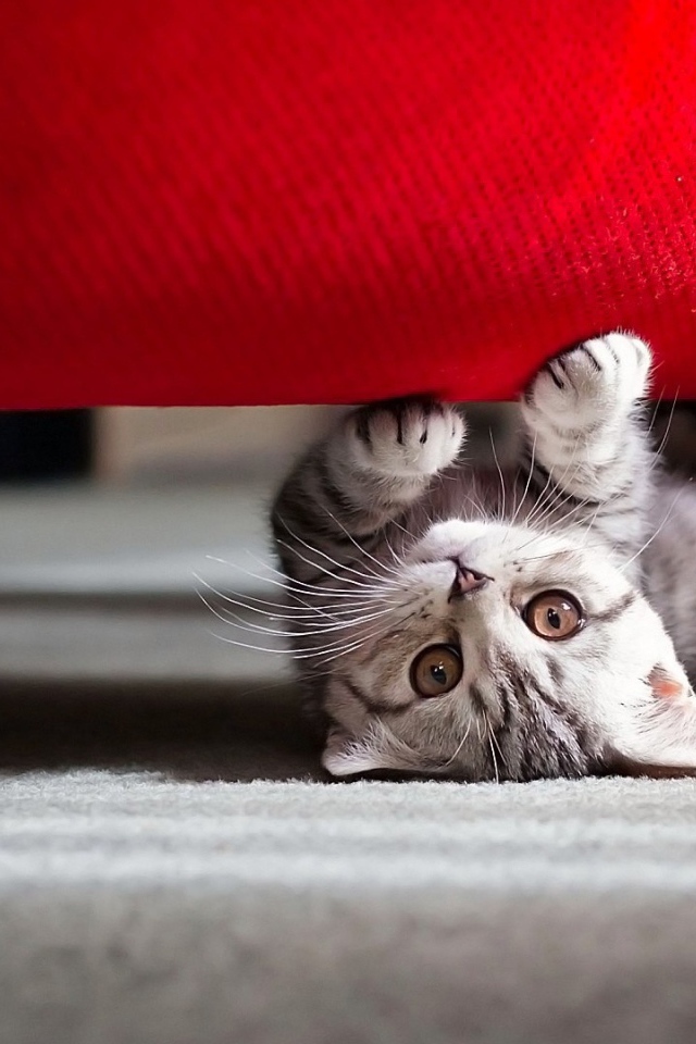 Маленький котик