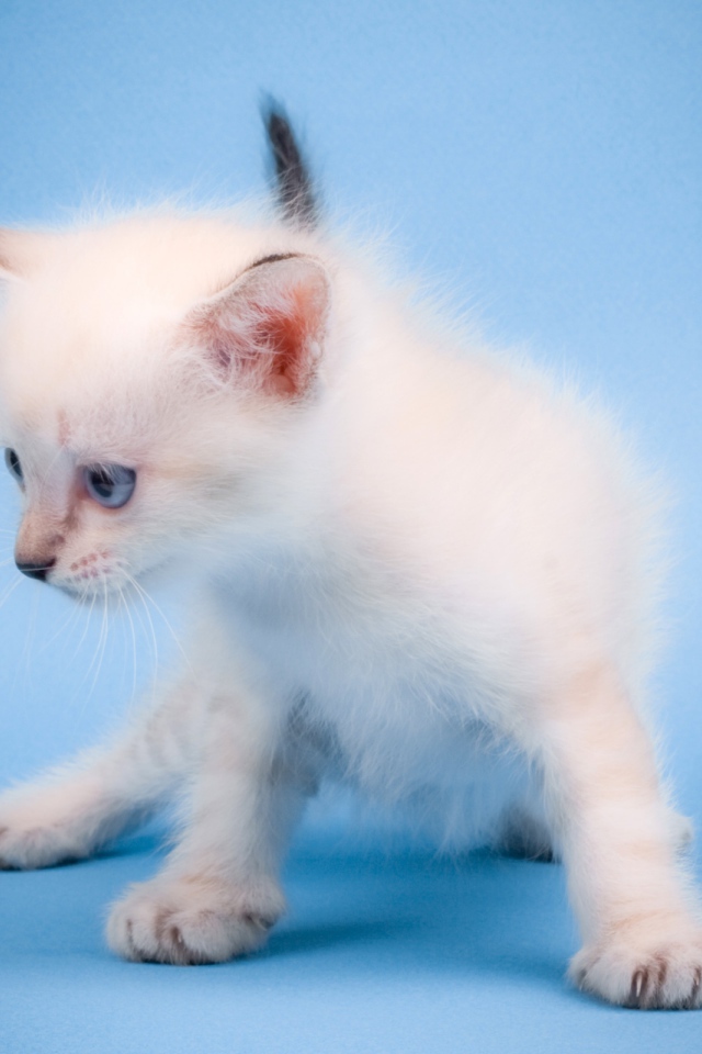 Мяукающий котенок