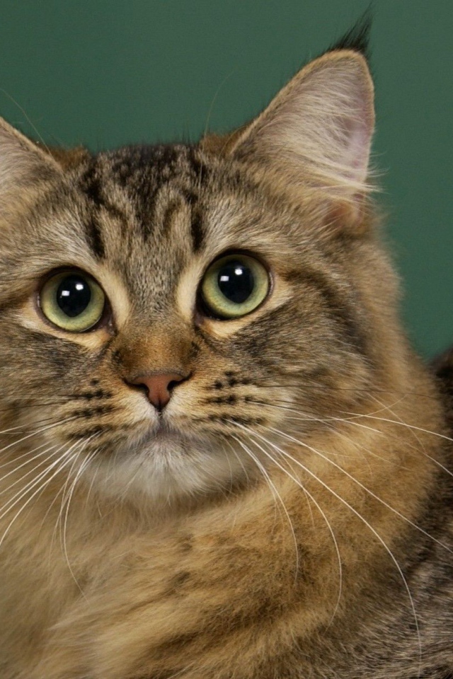 Милашка американский бобтейл