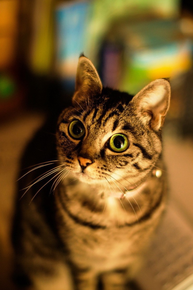 Милашка американская короткошерстная кошка