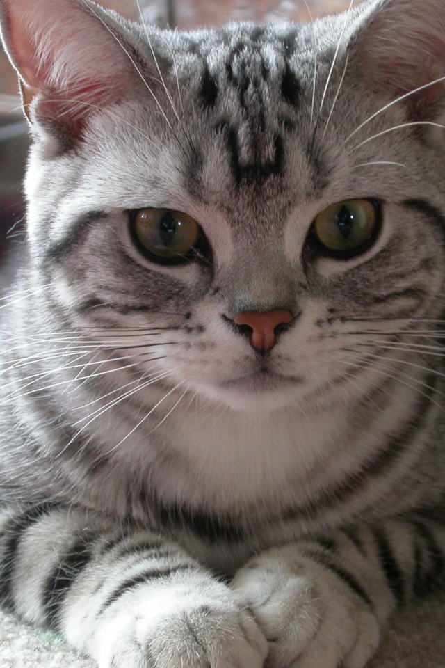 Милашка американская жесткошерстная кошка