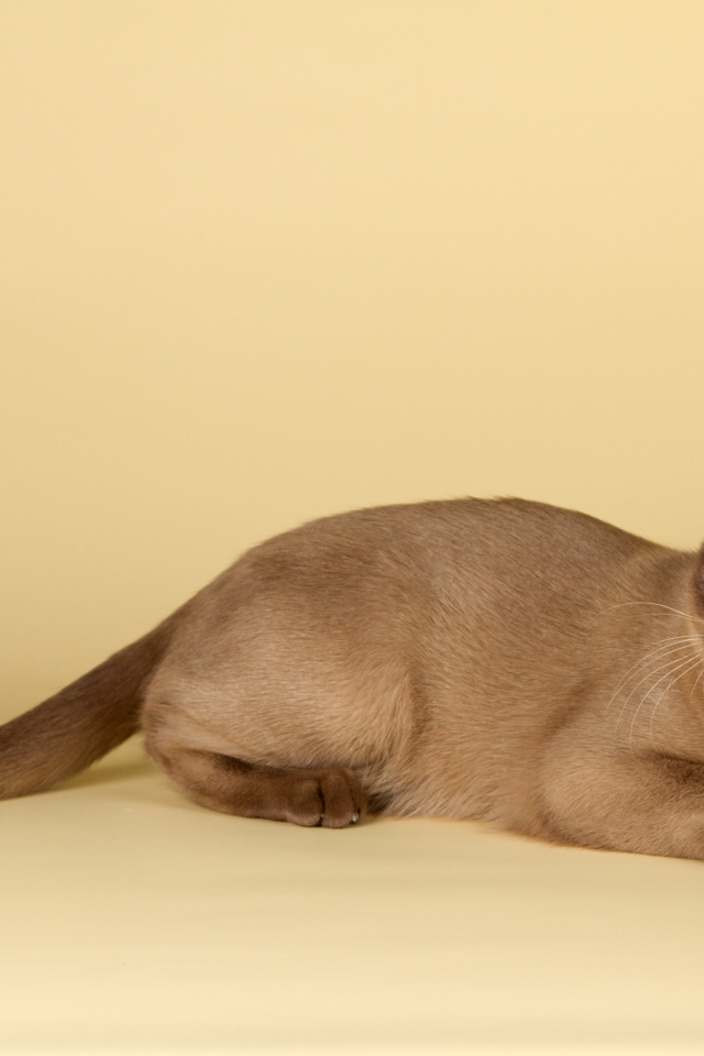 Милашка бурманская кошка