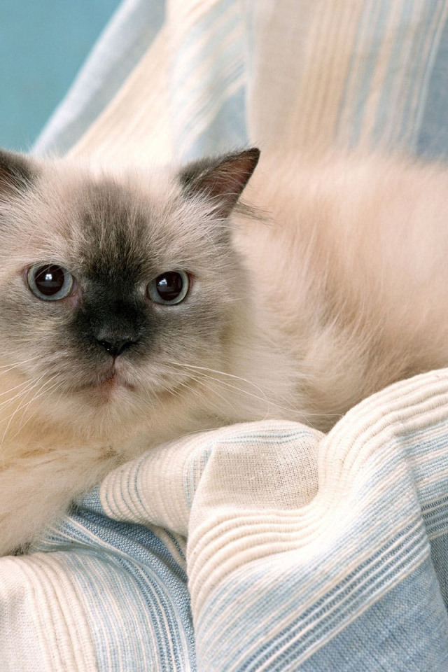 Милашка гималайская кошка