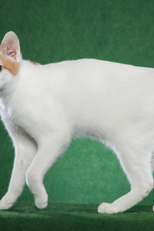 Милашка японский бобтейл