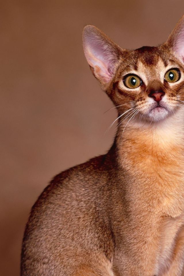 Милашка ориентальная короткошерстная кошка