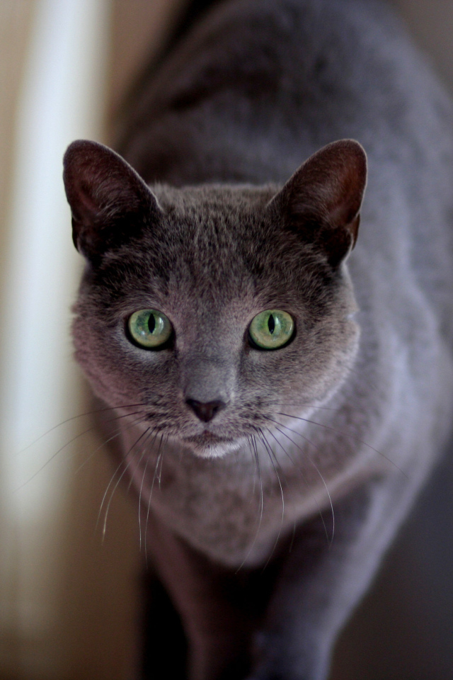 Милашка русская голубая кошка