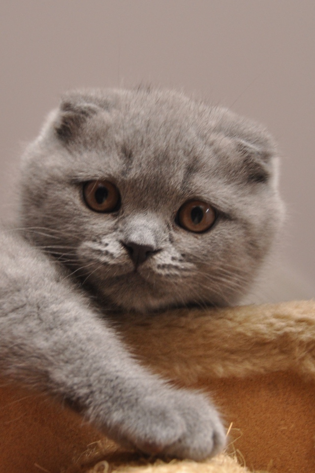 Милашка шотландская кошка