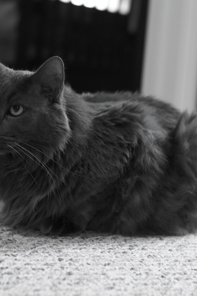 Милашка кот нибелунг