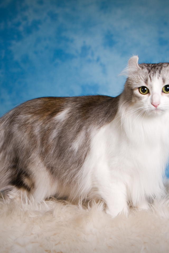 Дорогой кот американский керл