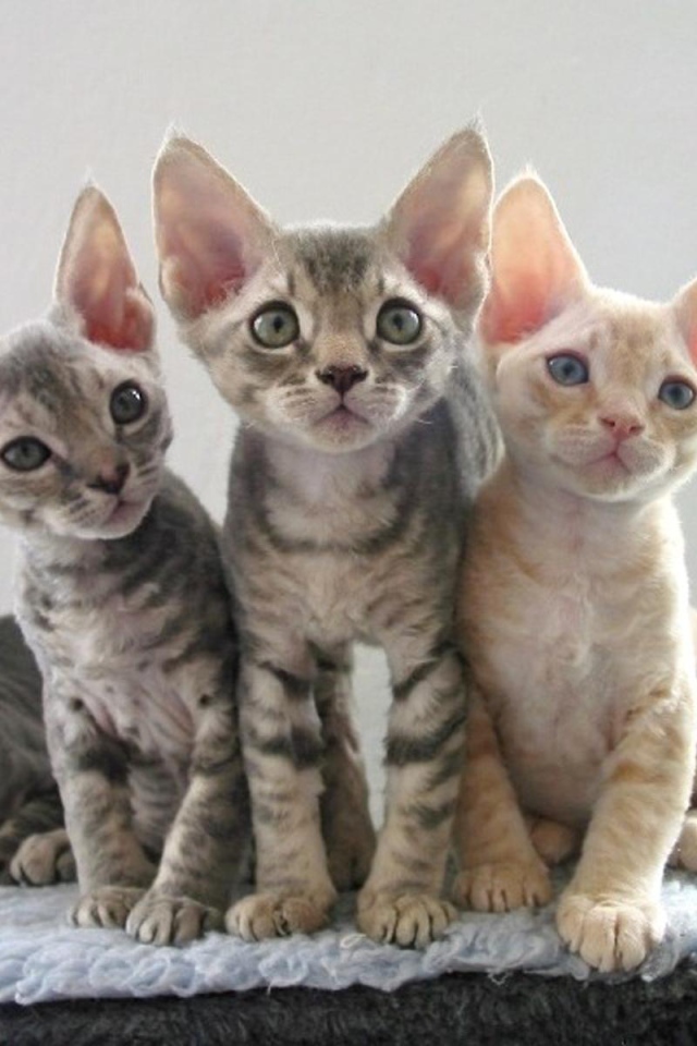 Котята девон-рекс