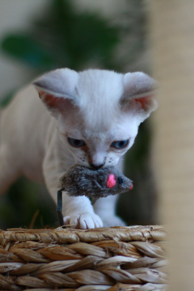 Котенок девон-рекс с игрушкой