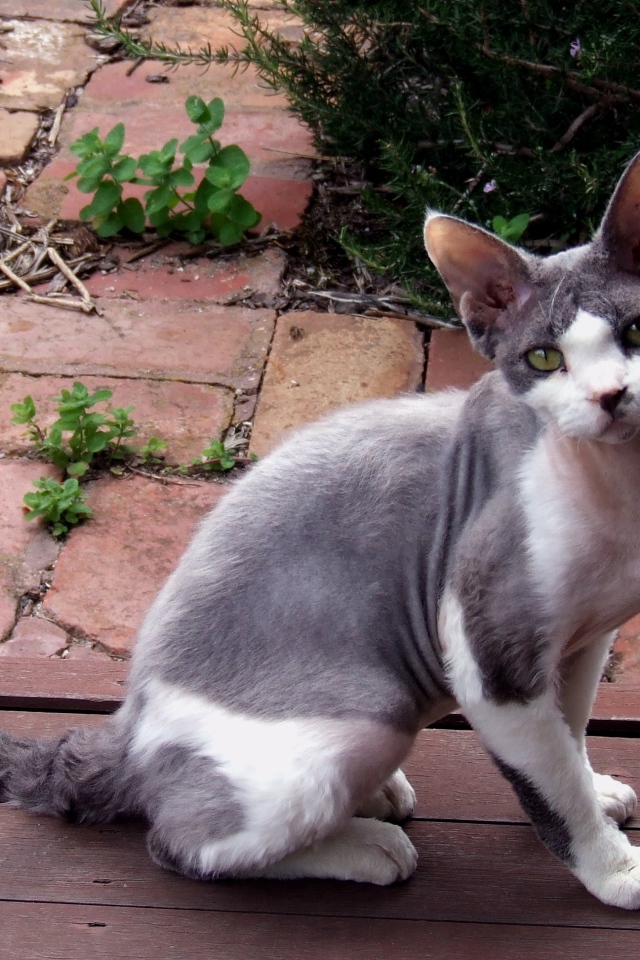 Девон рекс на улице