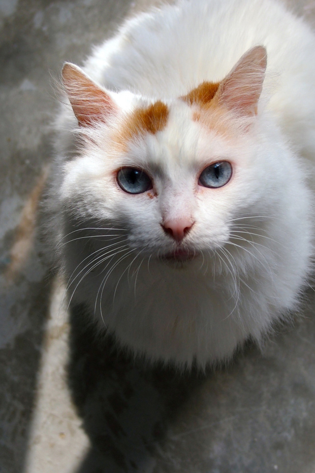 Преданный турецкий ван