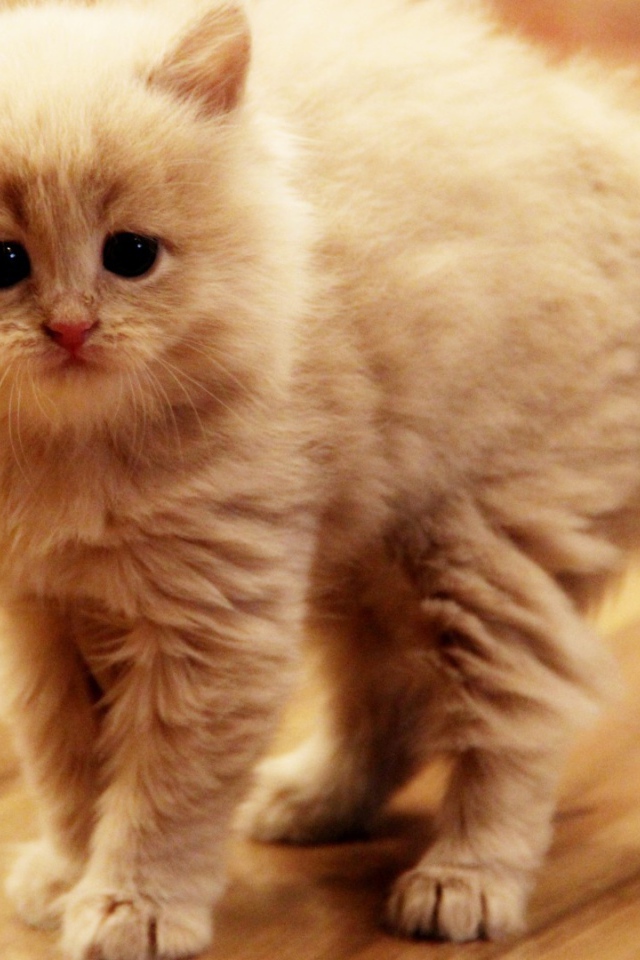 Взъерошенный котенок