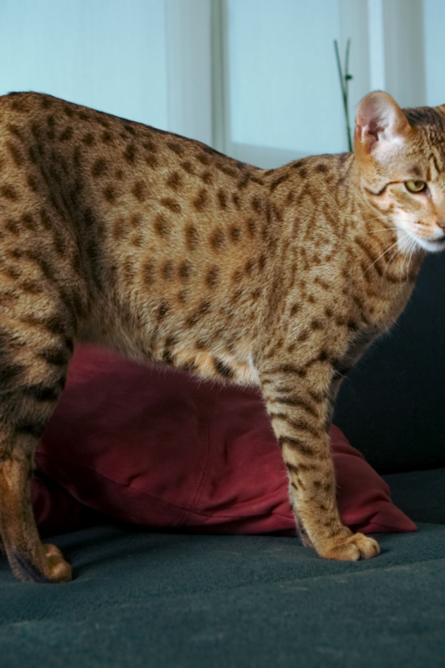 Домашняя кошка саванна