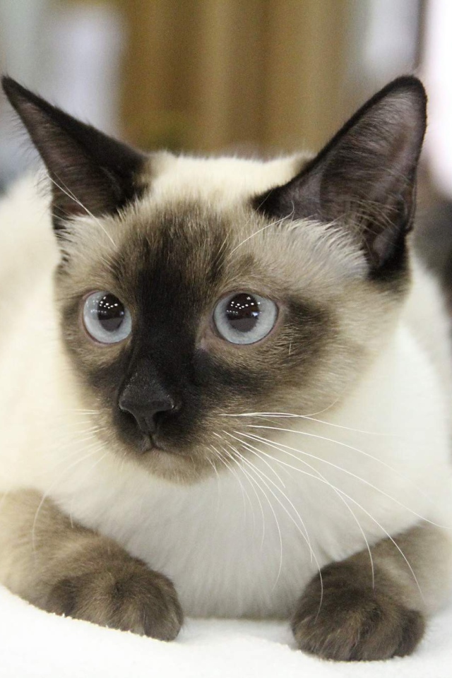 Ушастый кот меконгский бобтейл