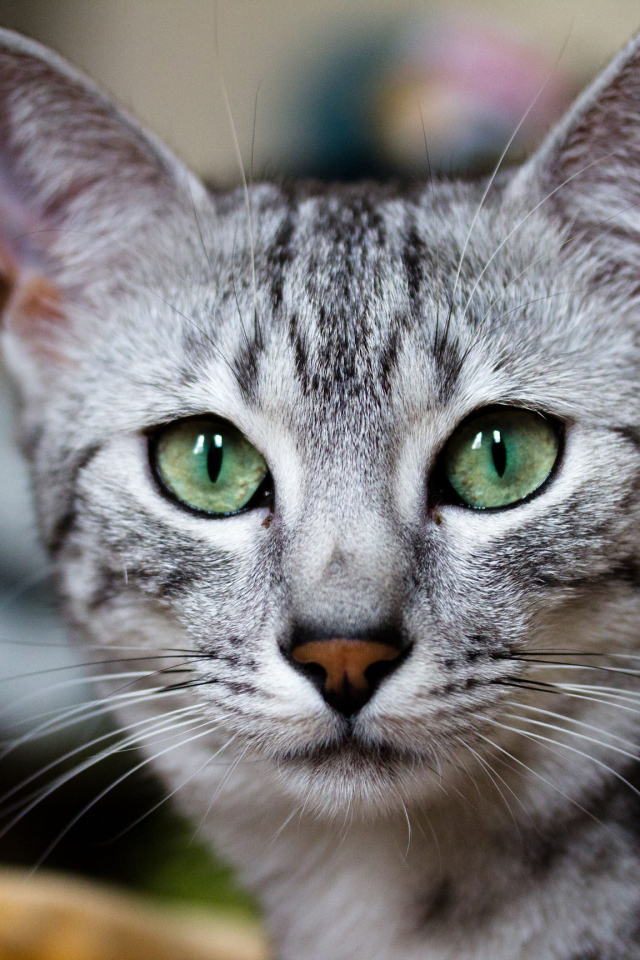 Кошка египетская мау