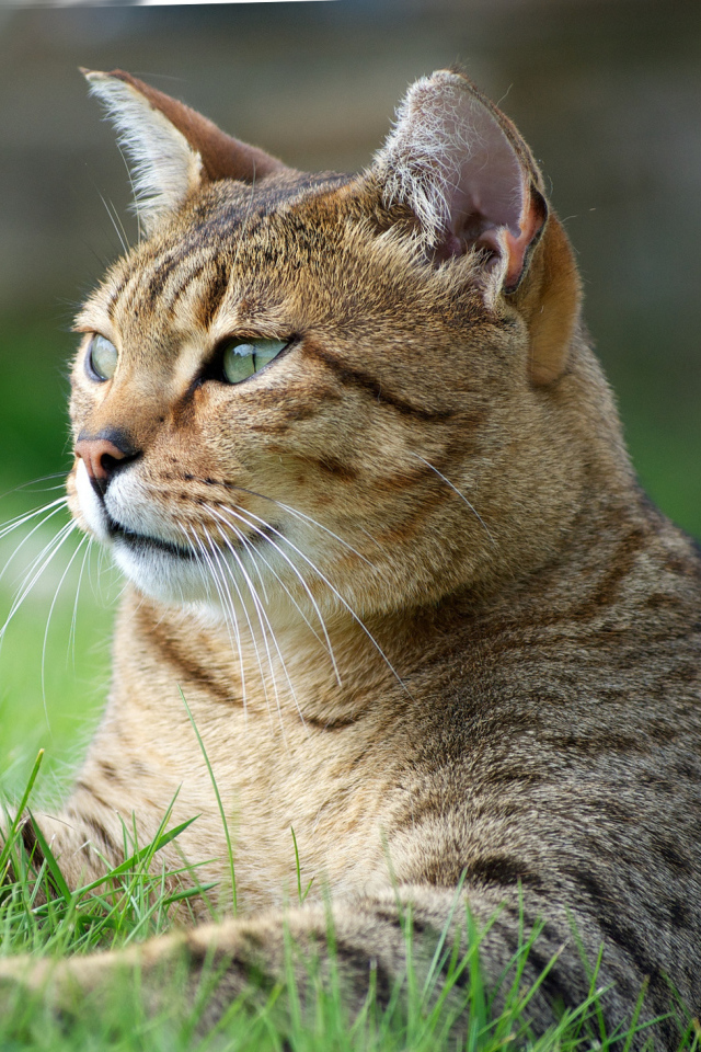 Egyptian Mau cat on grass