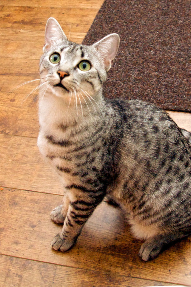 Кошка египетская мау  на полу