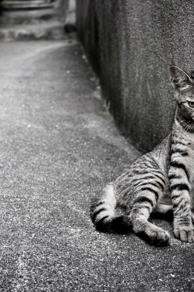 Кошка египетская мау на улице