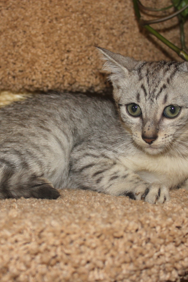 Котенок египетская мау